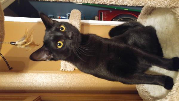 /Images/uploads/Humane Society of Utah/HSU2018/entries/4151thumb.jpg